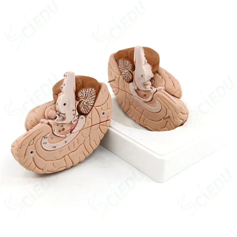 Medical Advanced Brain Model Human Anatomy Brain Model Plastic Surgery Medical Brain Anatomy Model