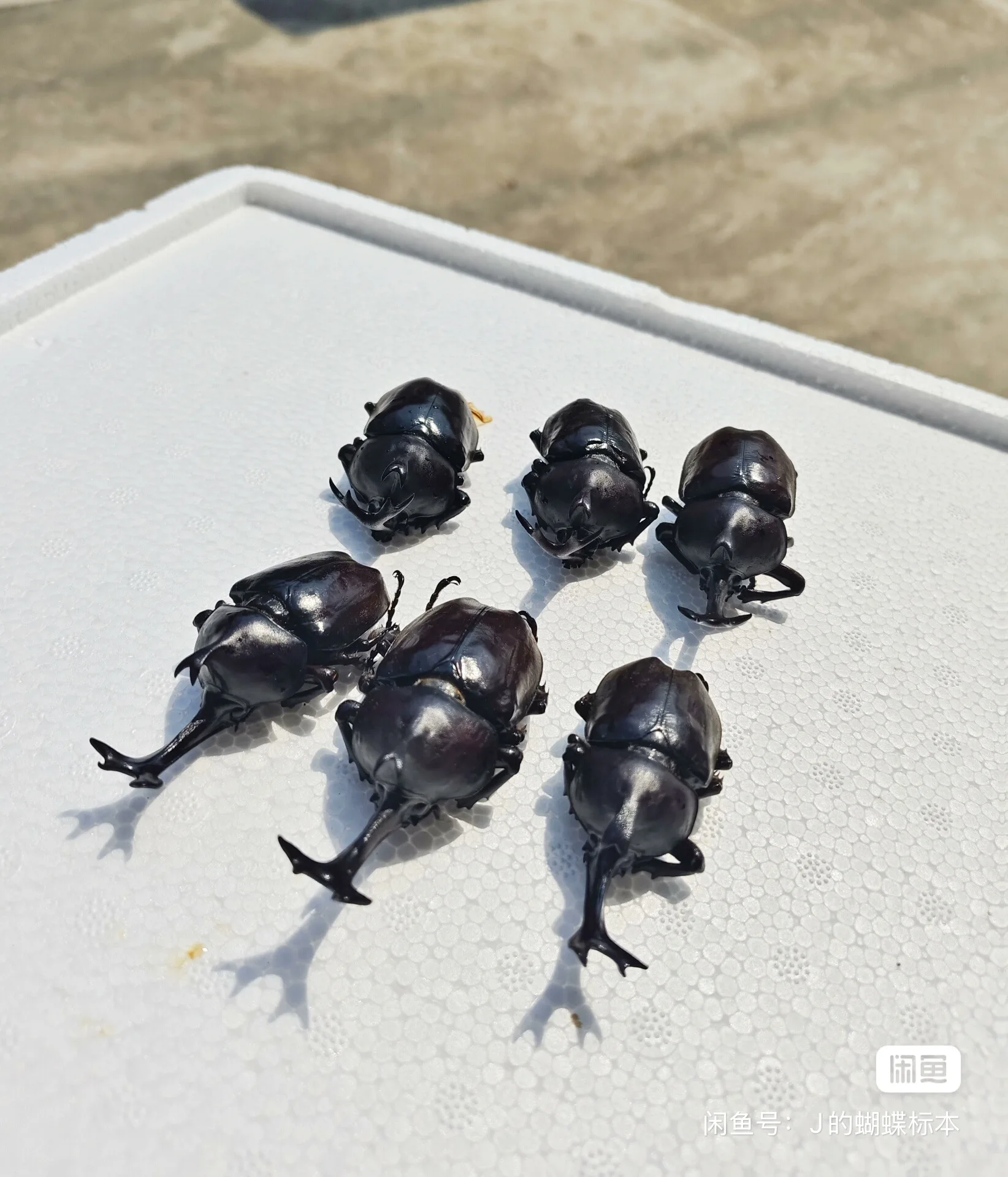 6 pcs Real insect specimens, Allomyrina dichotoma specimens, wet insects, handmade DIY materials, scientific education.