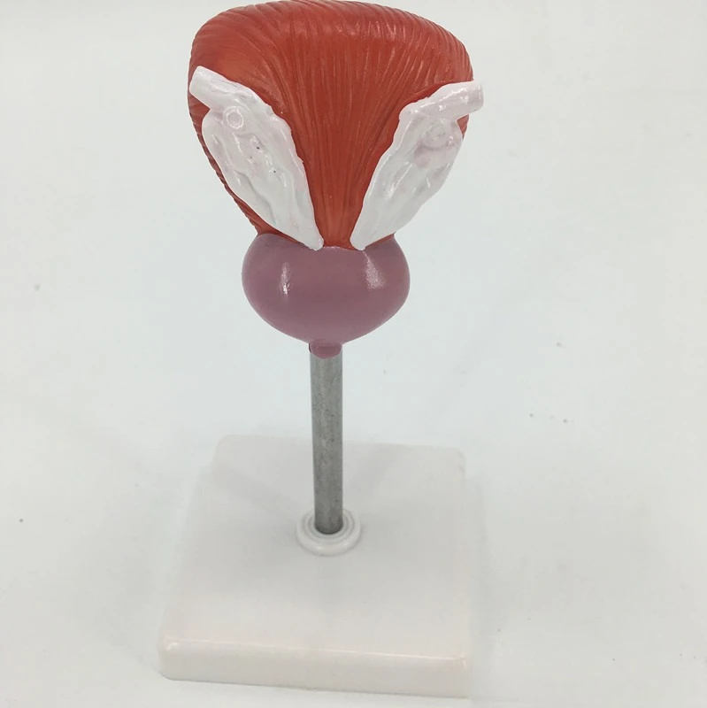 

Teaching Simulation Bladder Model Human Bladder Anatomy Specimen 2 Components Normal Natural Large Bladder Medical Teaching Aids