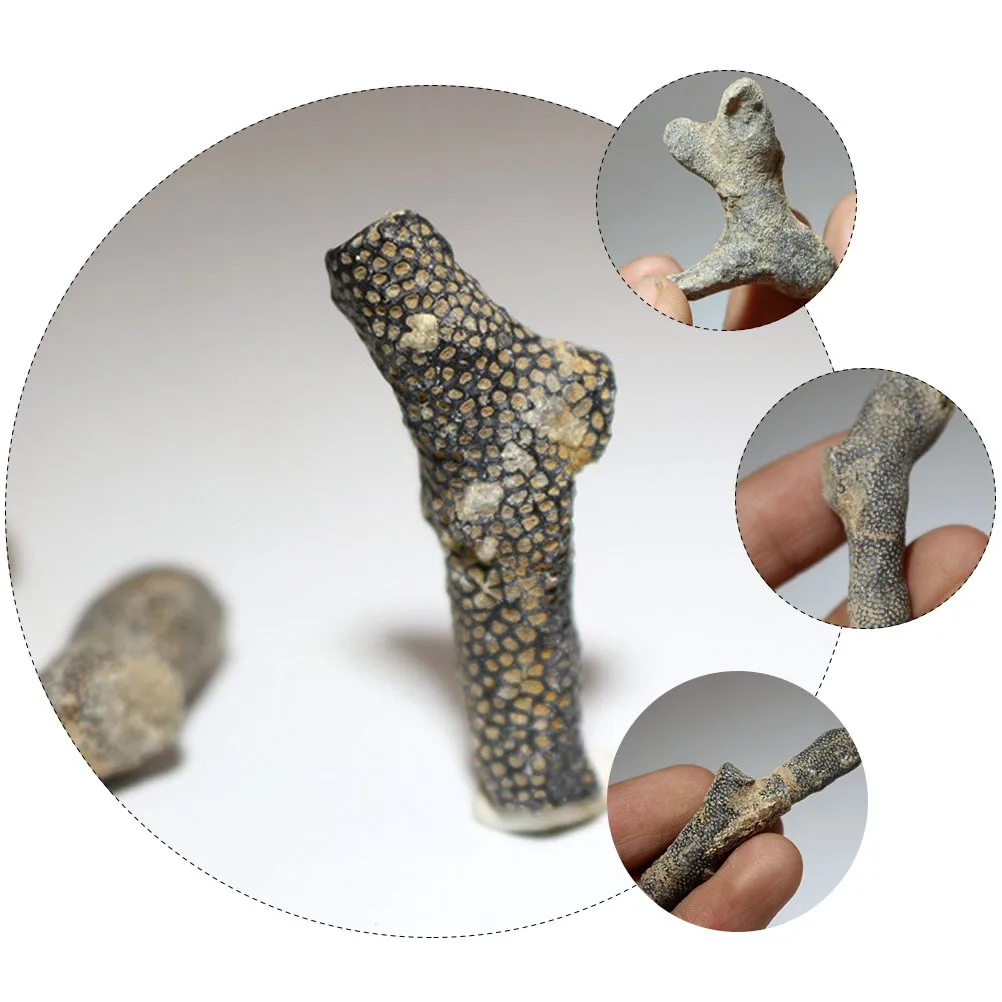 

5 Pcs Adornment Decor Decoration Teaching Tool Sample Ancient Paleontology