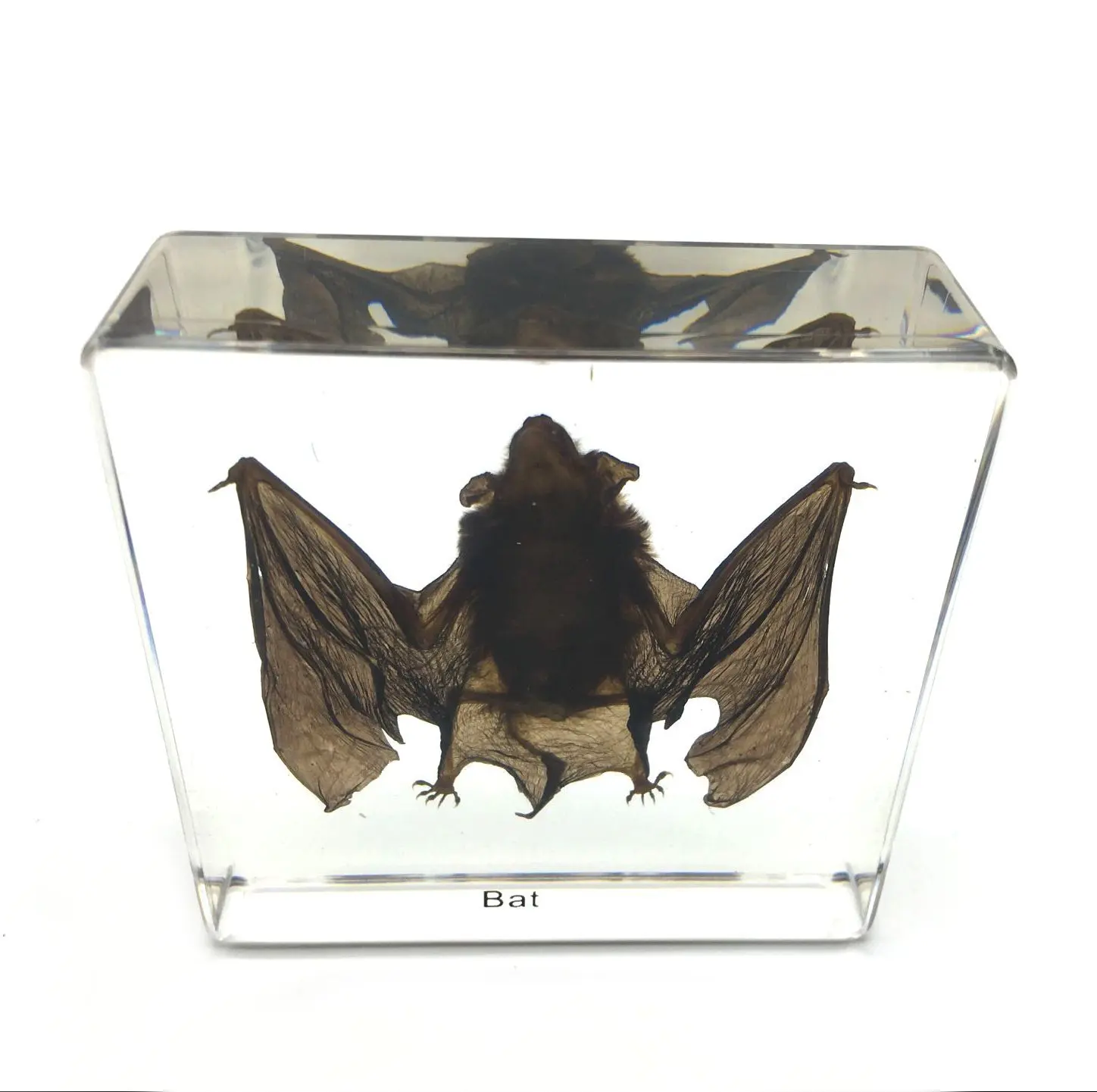 Taxidermy Large Cuboid Resin Transparent Real Bat Specimen Desk Decoration Biology Teaching Children's Cognition for Adults