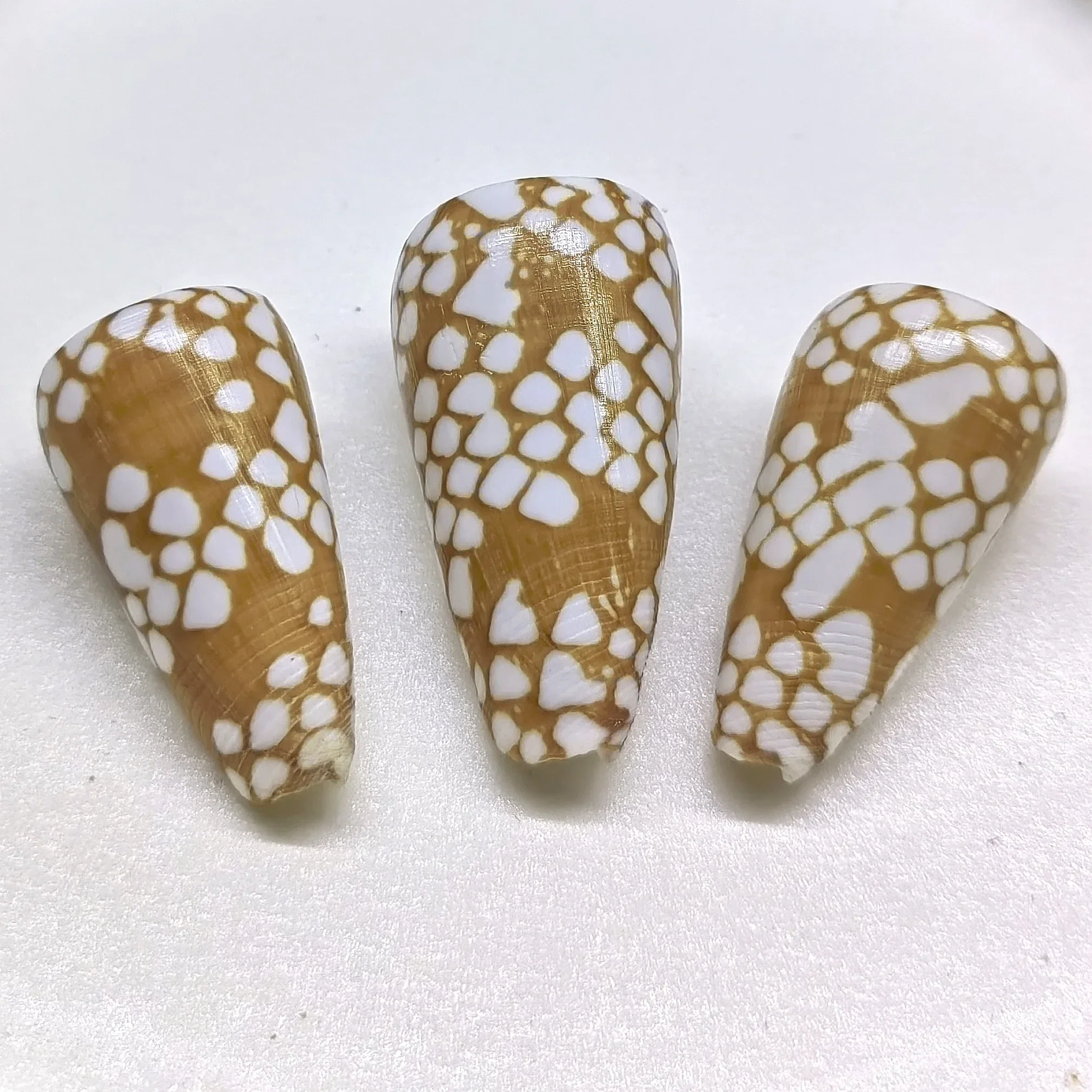1PC Natural Large Cone Sea Shells Big Pretty Cone Conch for Home Decorations, DIY Crafts, Fish Tank and Shell Collectors