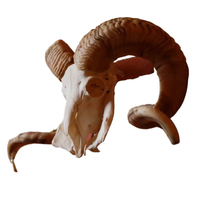 Sheep skull decoration ornaments Bull Head Crafts Goat skull