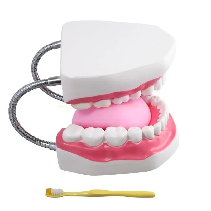 Modelo dentes adequado para explicar a estrutura intuitivamente dente da humanidade