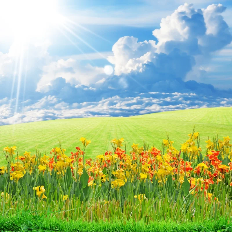 Frühling grün Baum Blätter Holzboden Hintergründe Baby Porträt Fotografie Dekor Fototermin Fotostudio Banner Hintergründe