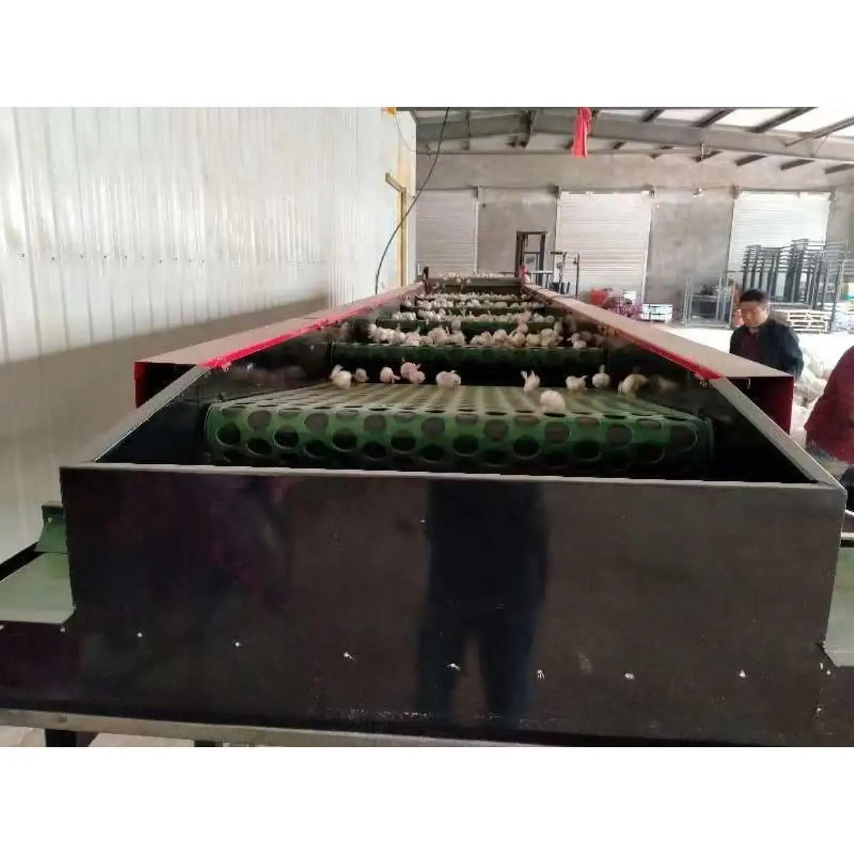 Selezionatrice automatica per classificazione delle dimensioni dell'aglio personalizzata in fabbrica Selezionatrice per dimensionamento degli agli industriali automatici in vendita