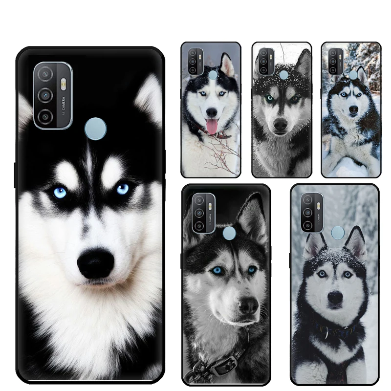 Animal Wolf Dog Hus… - image