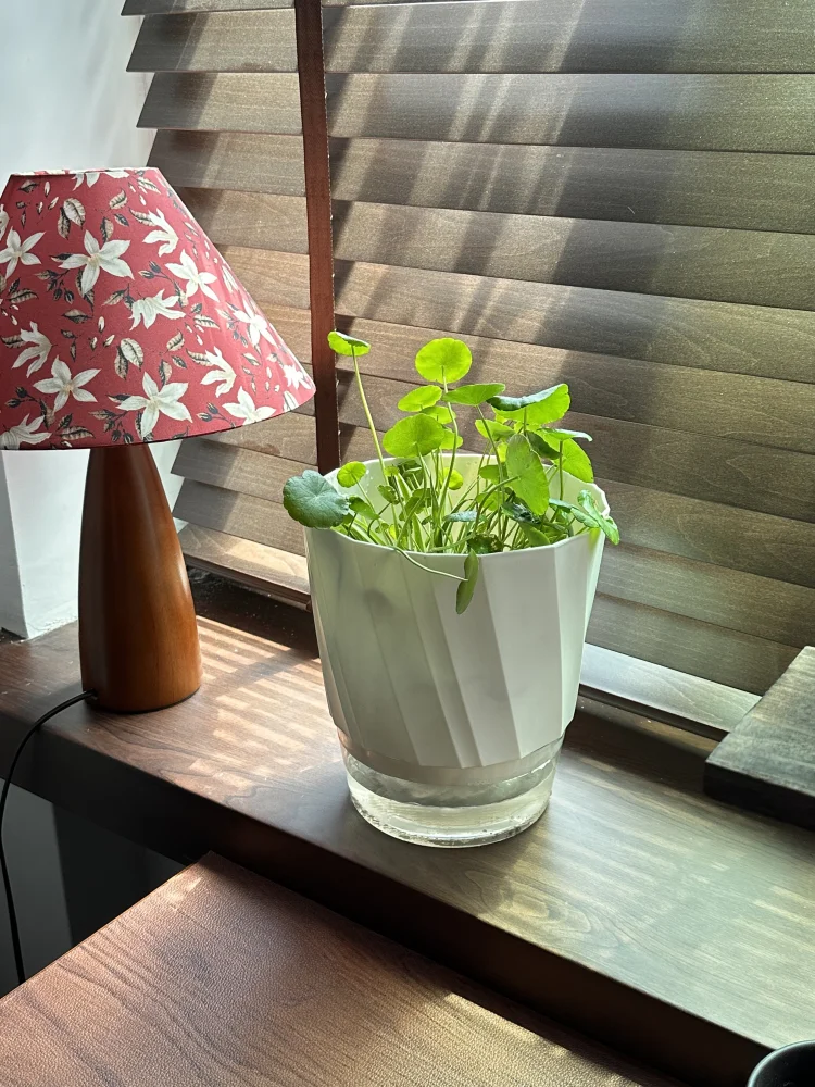 Lazy Hydroponic Flower Pot Aut - Self-Watering Planter 评论和价格