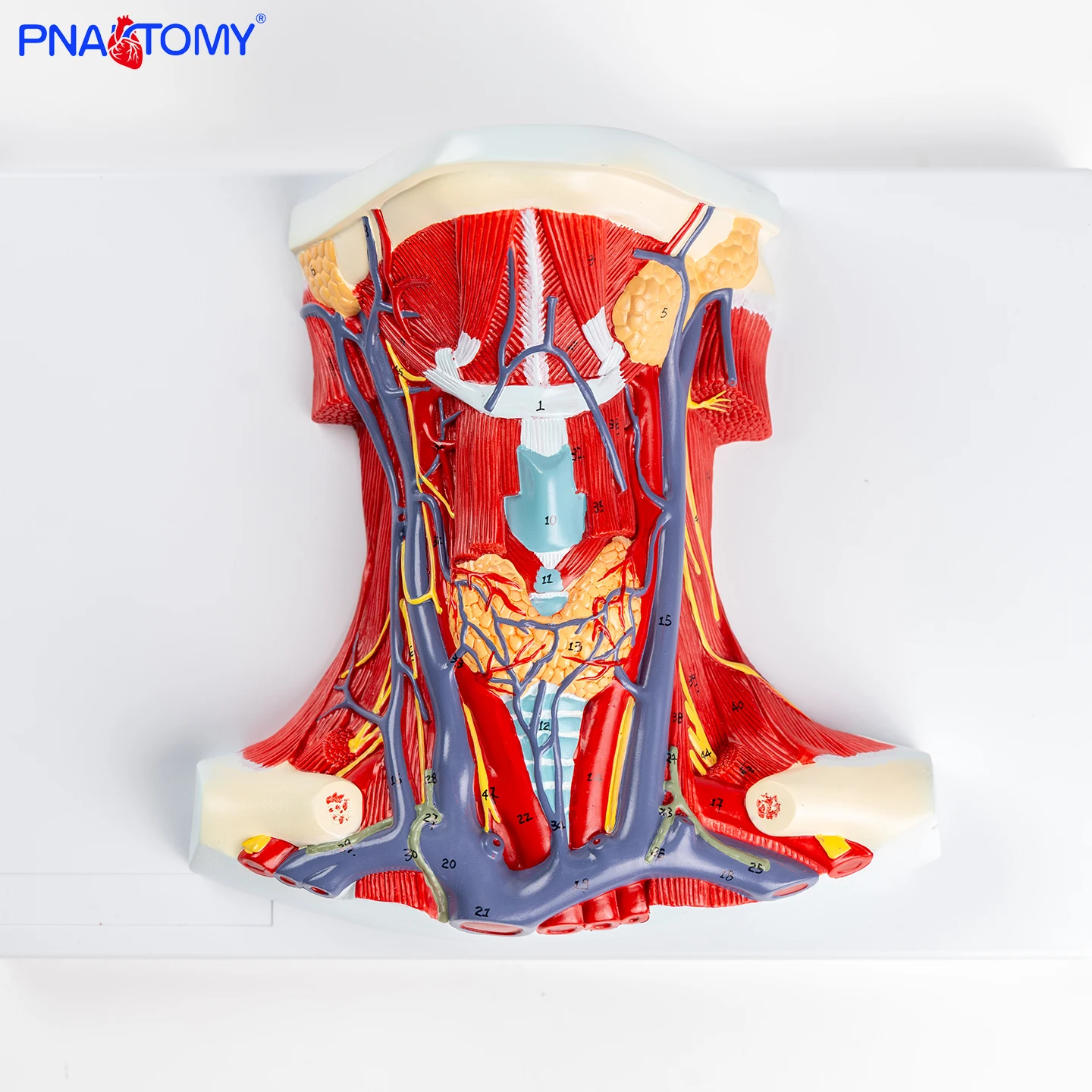 

Anterior Neck Muscle Anatomical Model Anterior Neck Muscle Regional Anatomical Model