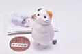 calico cat