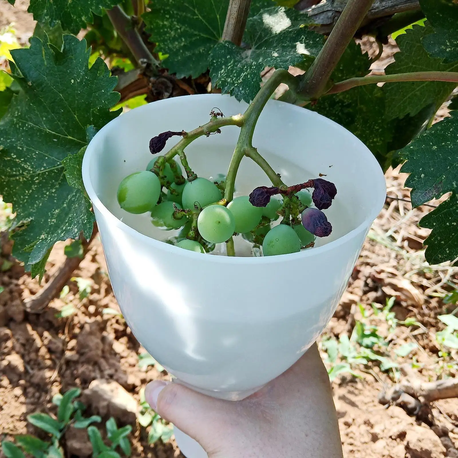Grape Dipping Cup Gardening Tool for Orchard Garden Easy to Use Portable Fruit Soaking Container Keep Grapes from Damage