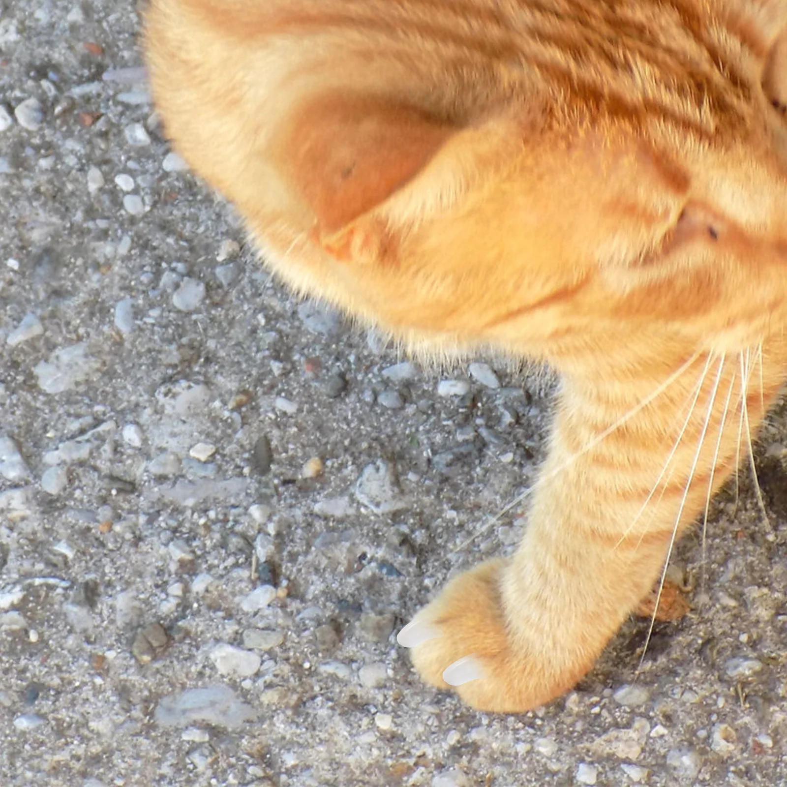 

2Packs Pet Claw Covers High-Quality Tpr Long-Lasting Wear-Resistant Protect Furniture No Harm to Pets Simple Fashion Design