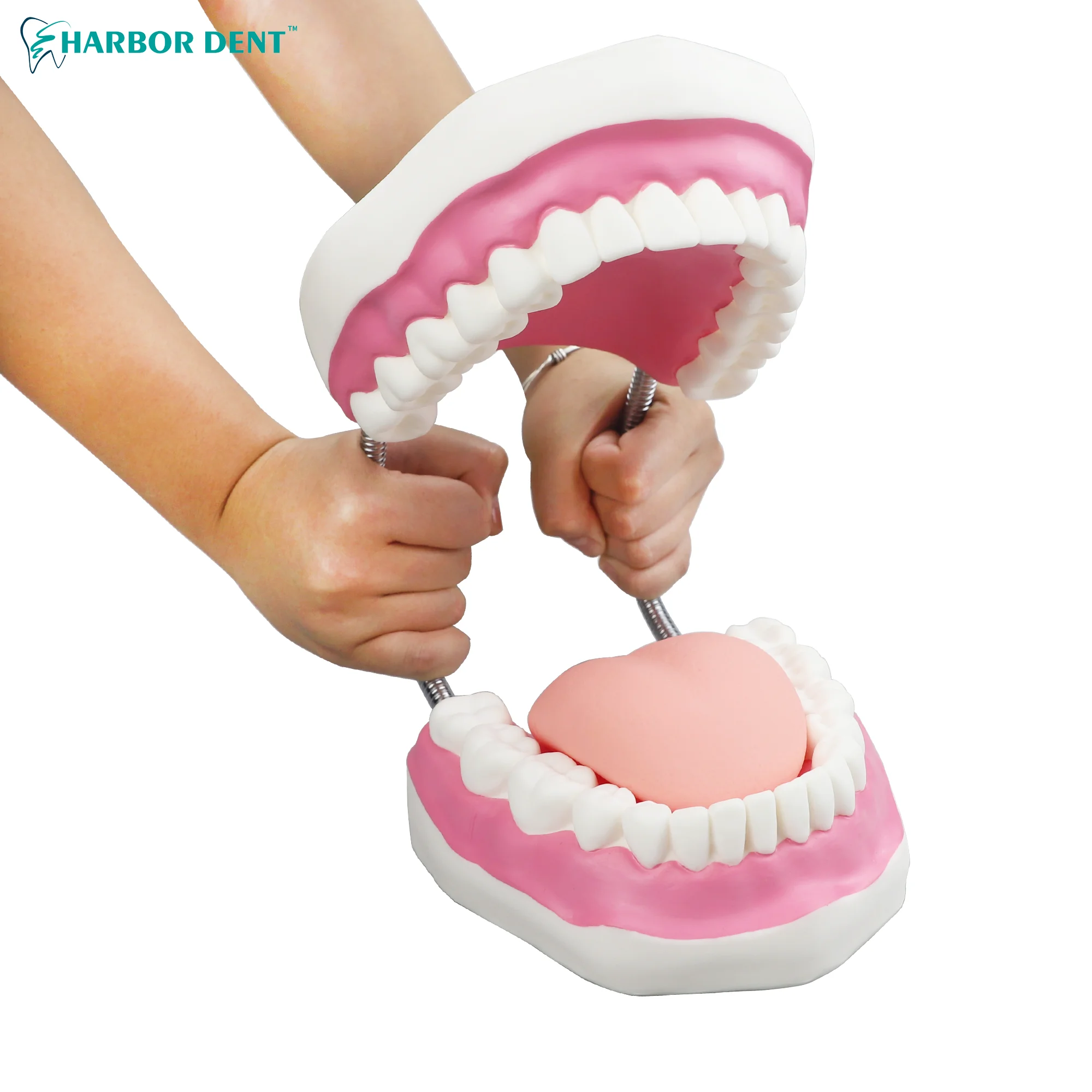 Tooth Model Teaching Toothbrush Dental Advanced Demonstration Education Model Tool