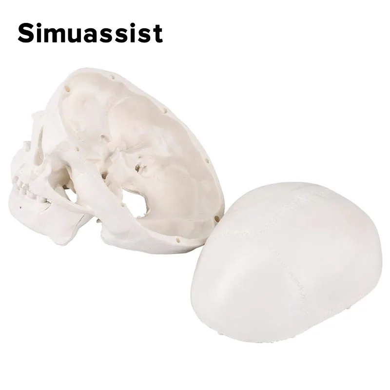 Mini Skull Model Human Anatomical Head Medical Model Detachable Art sketch Props Medical Student Teaching