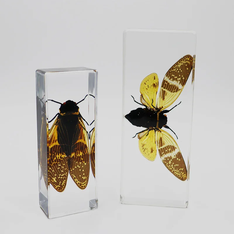 Tabby cicada,Authentic Insect Specimen: A Natural Marvel for Display