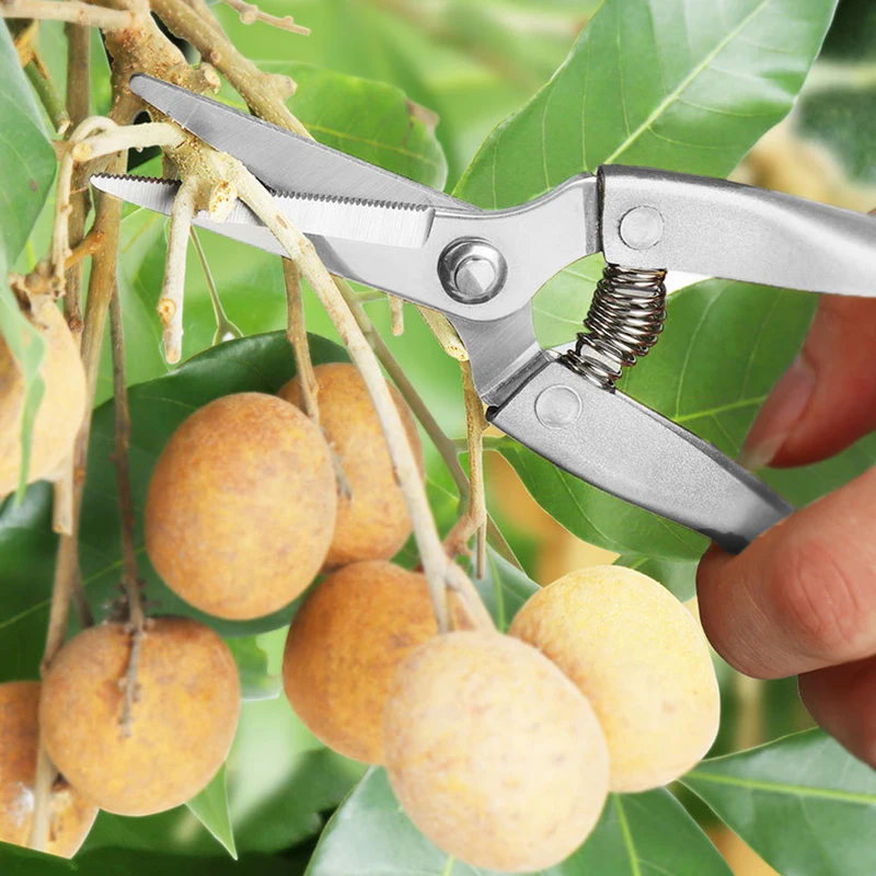 Pointed Pruning Shears Garden Fruit Picking Shears Flower Pruning Tool Stainless Steel Sawtooth Fruit Tree Rough Branch Shears