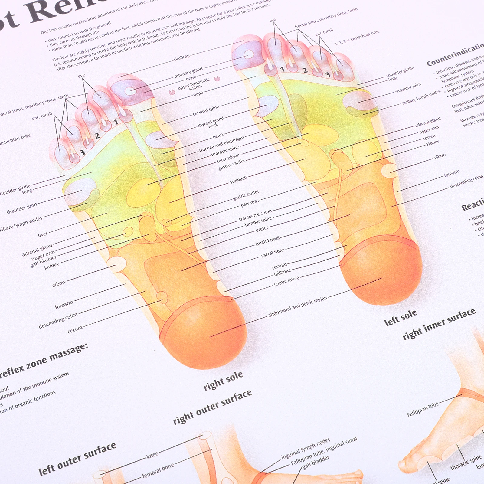 Foot Reflexology Chart Poster For Professionals Medical Teaching Tool Foot Massage Wall Art Office Home Decor 60X90Cm