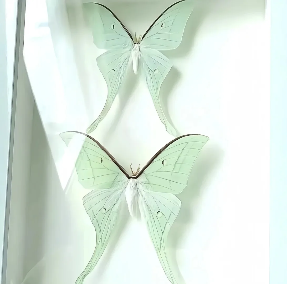 Smart Tecar Shockwave Therapy Erectile Dysfunction Device EMS Electromagnetic Pain Relief ED Treatment Shock Wave Machine