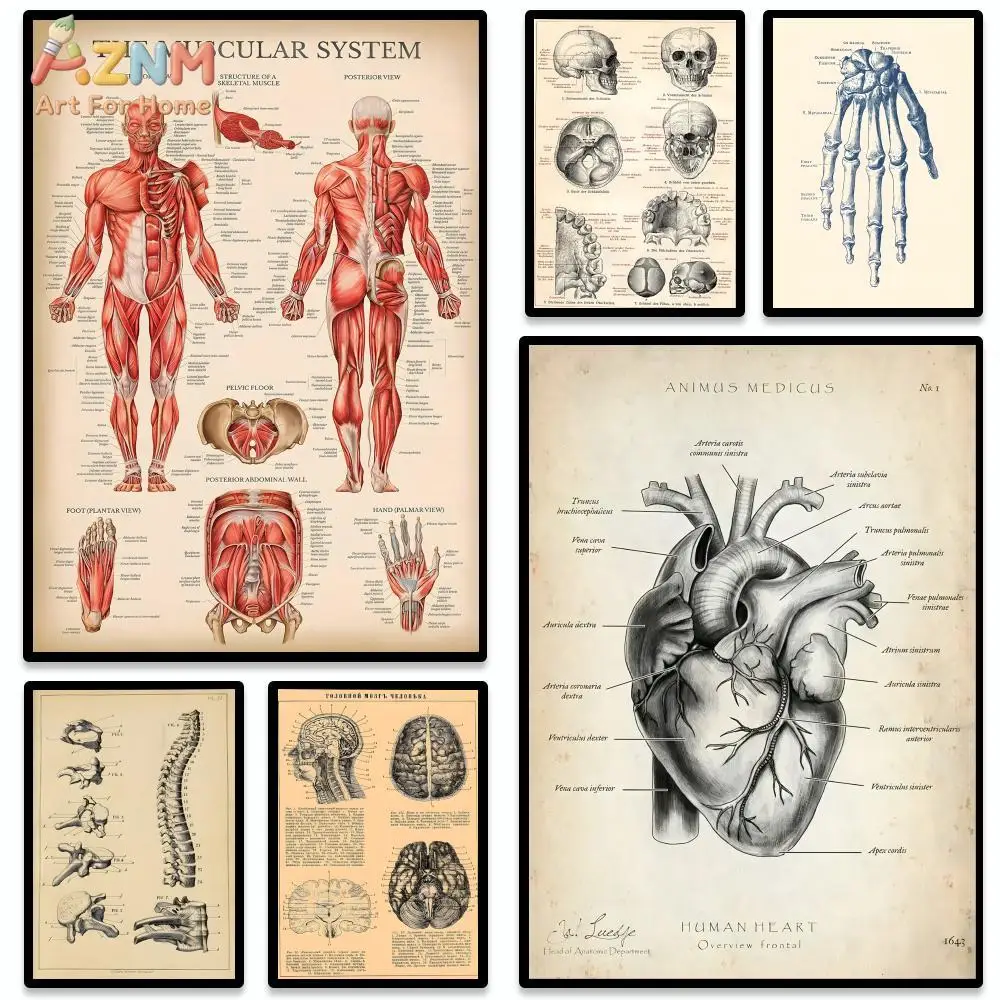 AZNM Vintage Human Anatomy Canvas Wall Art Prints Muscular System Heart Brain Skeleton Medical Biology Home Decor Poster