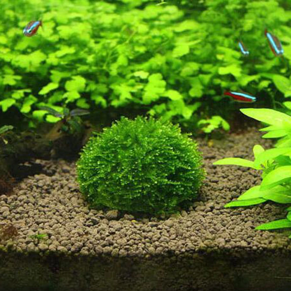 

Aquarium Decorative Ball Transparent Moss Ball Filter Fish Tank Ornaments For Aquatic Plants Shrimp Cylinder Water