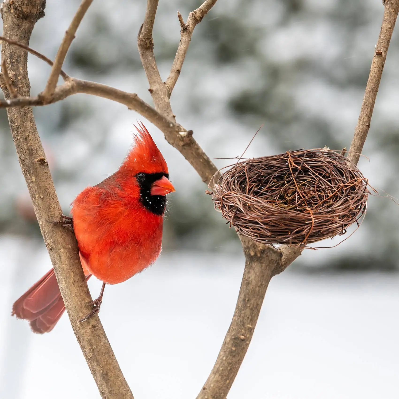 Handgemaakte Wijnstok Vogel Nest Huis Natuur Ambachtelijke Vakantie Voor Foto Tuin Decor