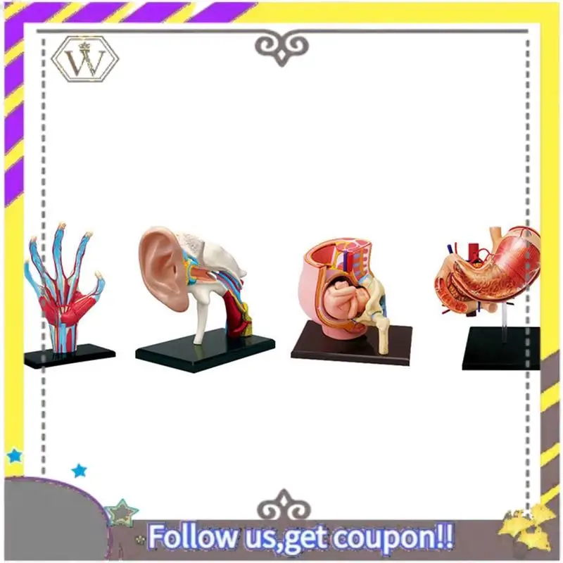 جديد - نموذج جسم الإنسان الجذري، أجزاء قابلة للإزالة، نموذج الأعضاء التعليمية لطلاب فئة الدراسة #2