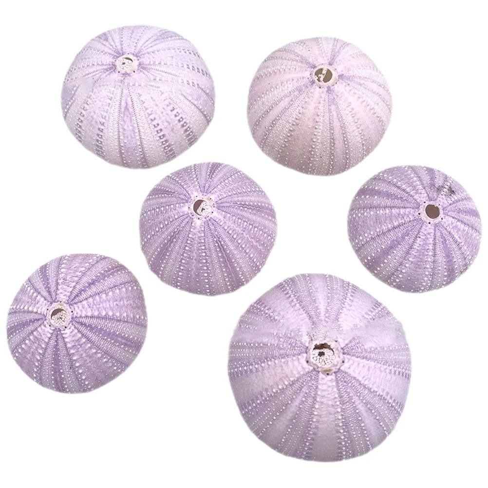 6 Pcs Natural Shell Conch DIY Sea Urchin Ornaments Bracket Fish Tank Decors Shells Air Plant Pot