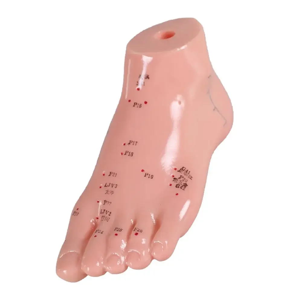 17cm Foot Acupuncture Model Set Foot Acupuncture Needle Acupoint Model Foot Acupuncture Point Model 2 Pieces