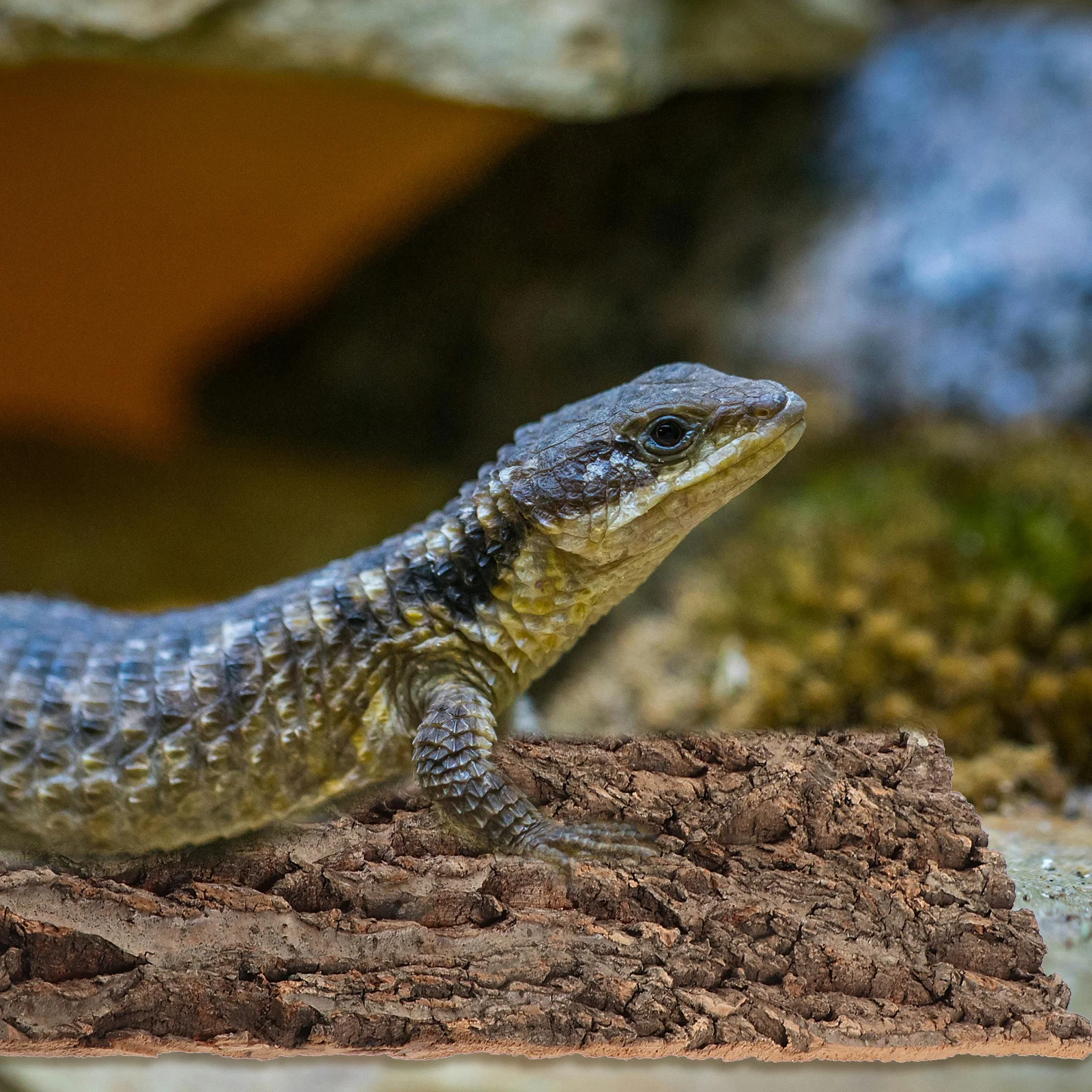 

Natural Bark Background Panel Easy Install Durable Reptile Climbing Cork Bark Terrarium Reptile Tank Supplies Tortoise Platform