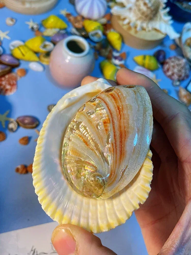 Safflower Abalone Shell about 5 Cm Natural Shell Conch