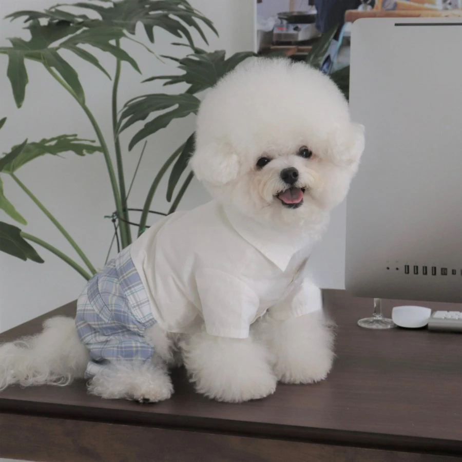 INS New Campus Pet Uniform Jk Suit Dog Jumpsuit Maltese Dog Bichon Pomeranian Plaid Pants Kawaii Clothes Dog Clothes Designer