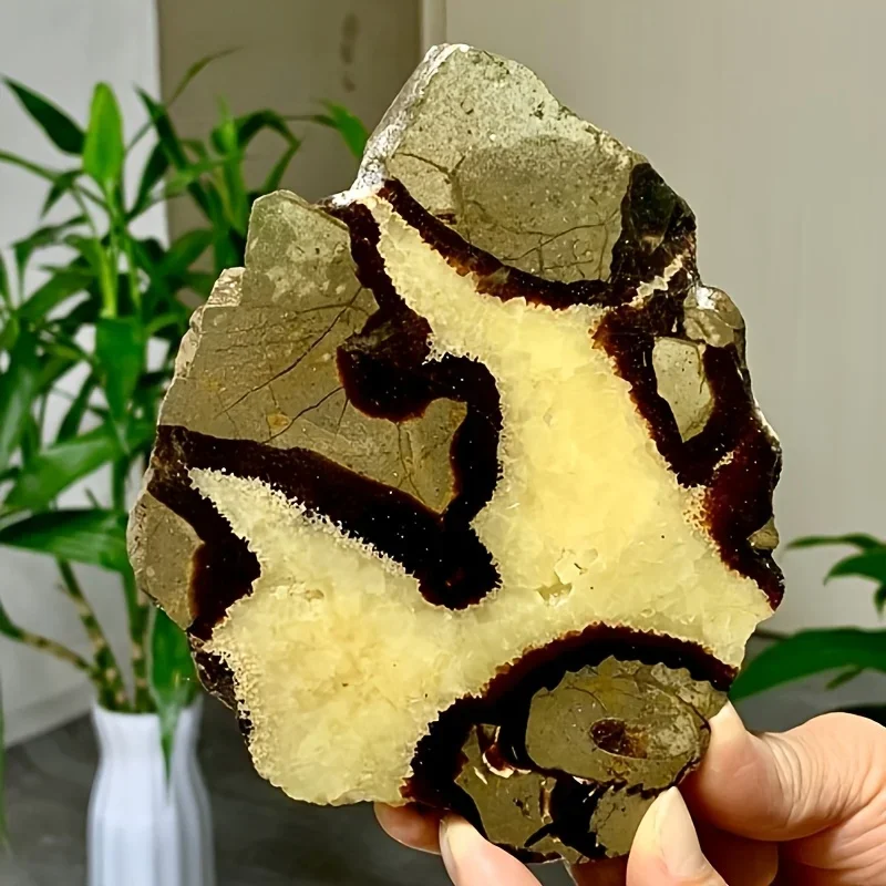 1pc Polished One Side Septarian Slabs - Natural Dragon Stone Thick Freeform Slices - Rough Edged, Unique Specimen for
