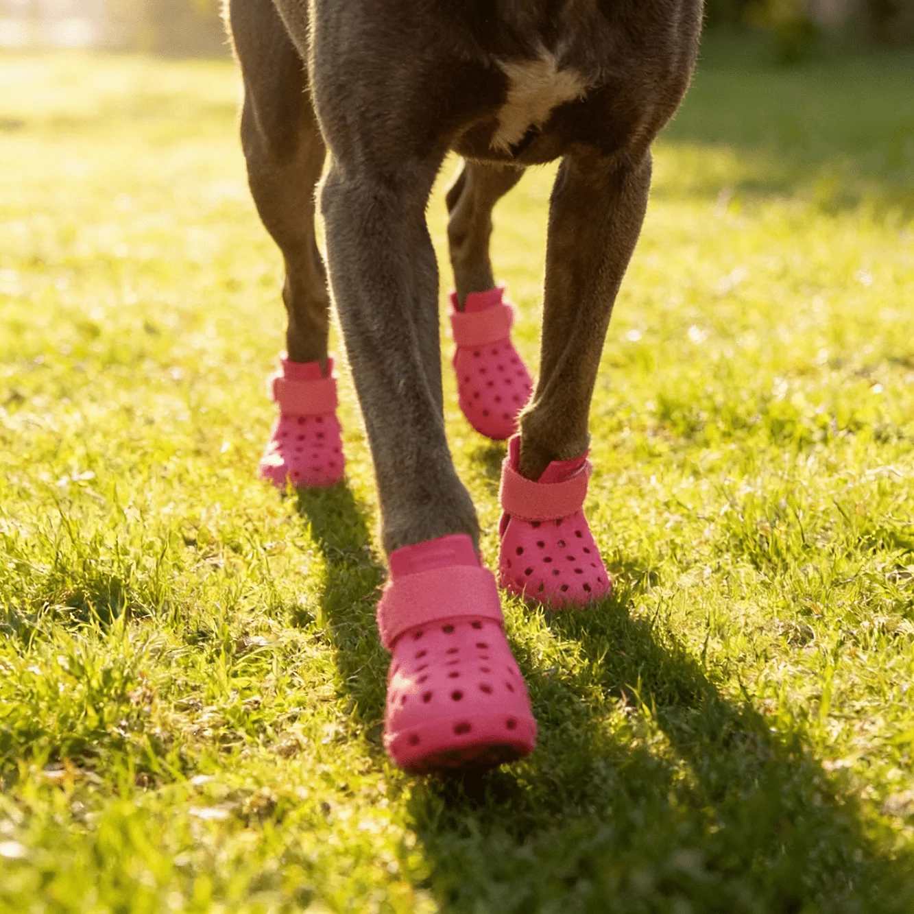 

All Season Dog Paw Shoes Wear Resistant Anti Slip Soft Bottom Breathable Pet Foot Cover