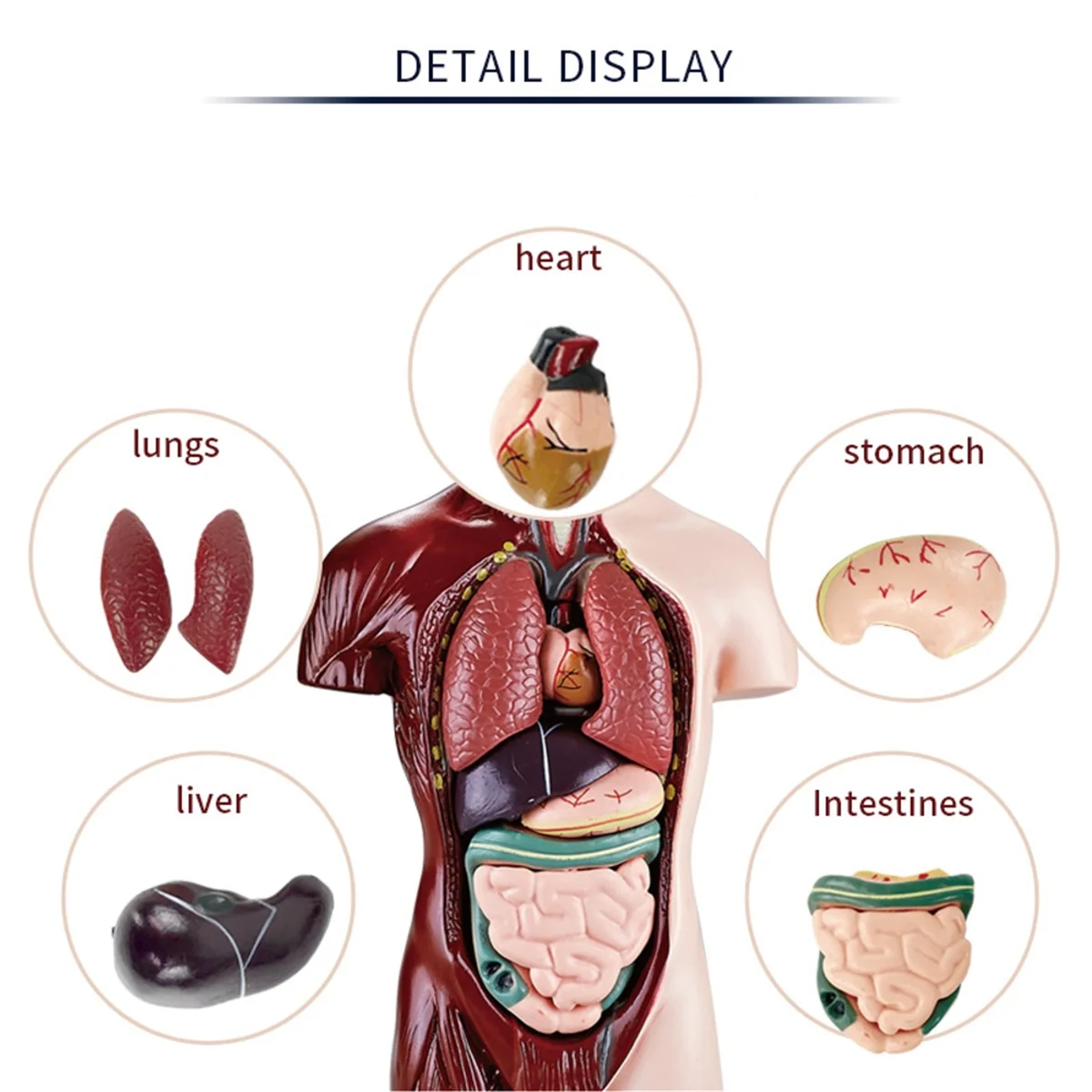 New Human Body Model with 7 Removable Organ Models,Educational Organ Anatomy Model for Biological Science Learning