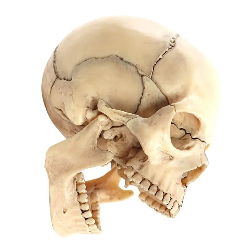 N82R Medical-Skull Human Body Model Education Skull Model 1:2 for Student Teaching Study Assembling Model,Primary Color