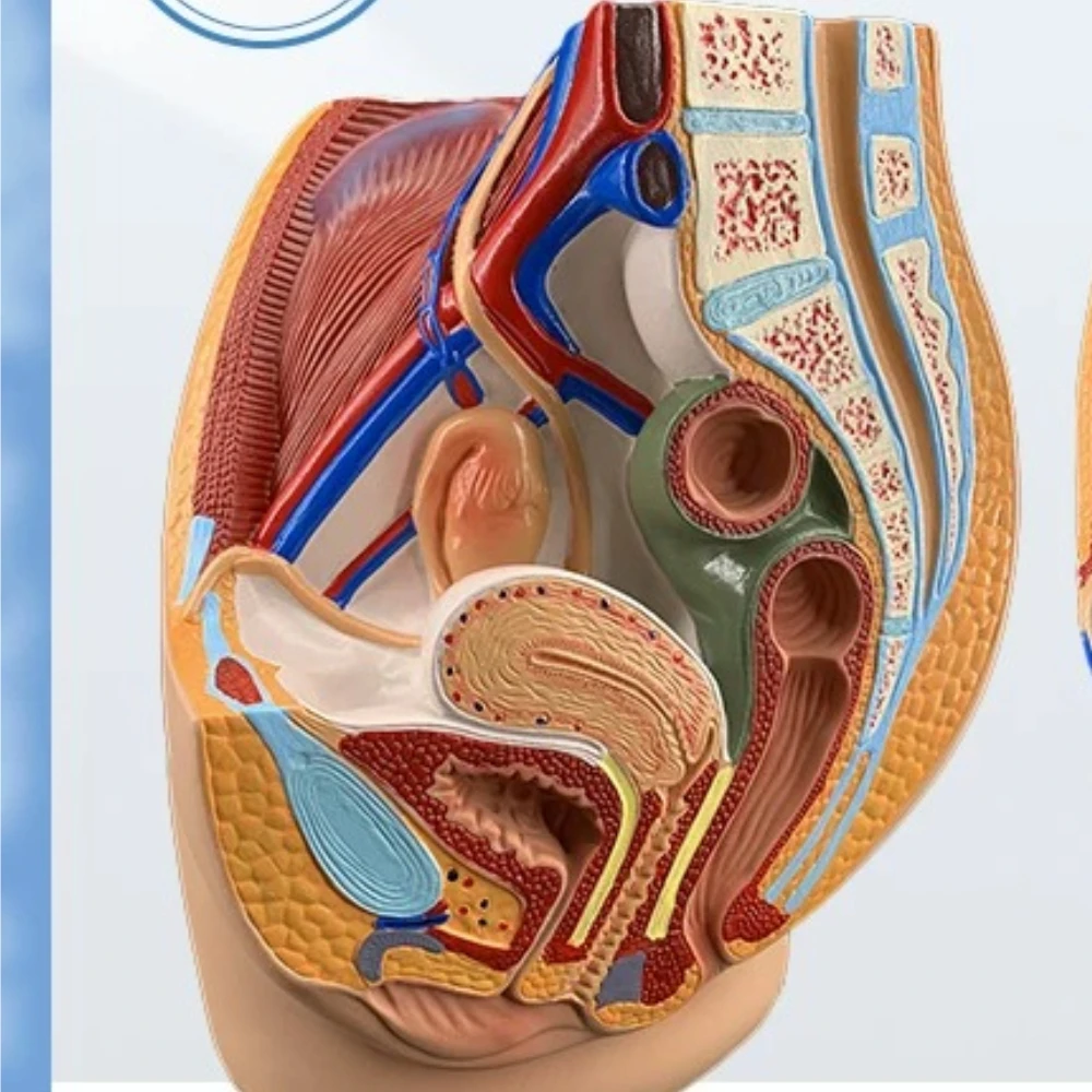 Male and Female Pelvic Sagittal Anatomical Model,Reproductive Organ,Male and Woman's reproductive System Uterine Mannequin AT380