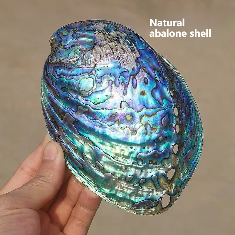 New Zealand Pattern Abalone Shell Conch Shell Fish Tank Aquarium Creative Ornament Abalone Shell Home Jewelry Natural No Dyeing