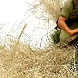 1 セット都市建設アクセサリーミニチュア静的草房模型現実的な草の群れ風景装飾モデル