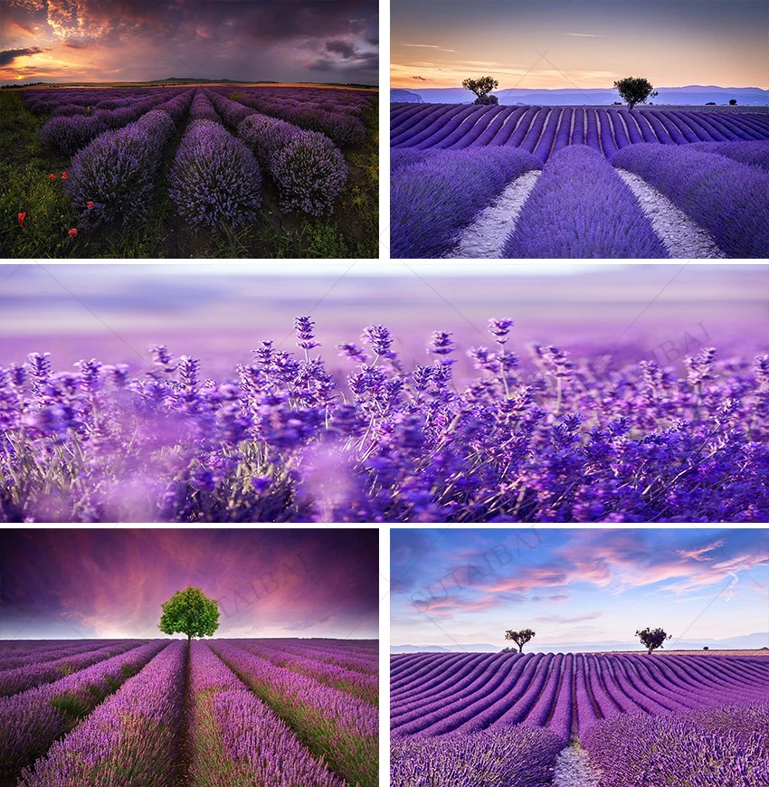 

Provence Lavender Backdrop for Photography Studio Props Purple Lavender Field Sunset Decoration Portraits Photo Shoot Props