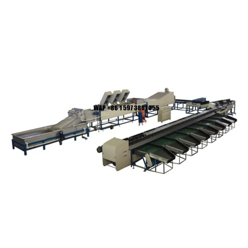 Citrus Orange Processing Sorting Machine Waxing Washing Vegetable Fruit Machine