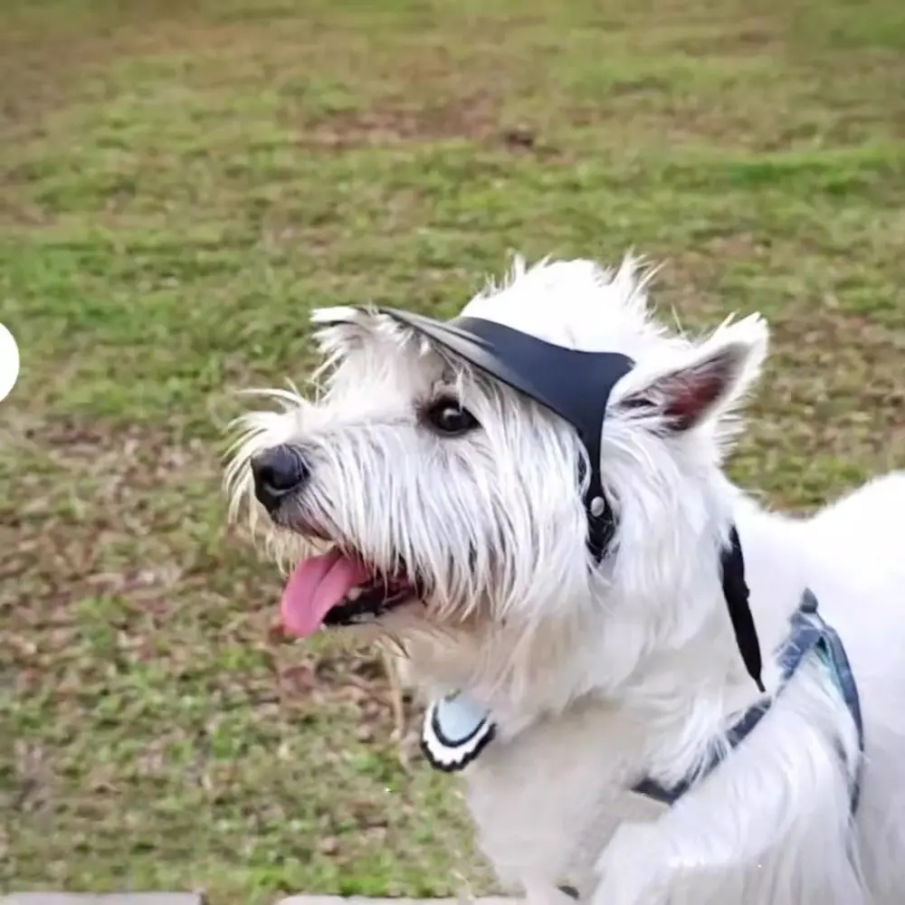

Pet Supplies With Ear Holes Dog Hat Adjustable Comfortable Doggy Visor Stylish Doggie Helmets Outdoor
