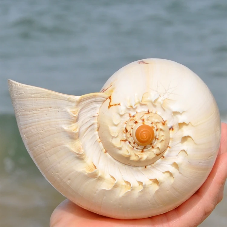 Volutidae,Melo,Oversized Natural Sea Shells, Yellow Lady Snail Coconut, The Sound Of The Sea, Home Decoration, Creative Flower P