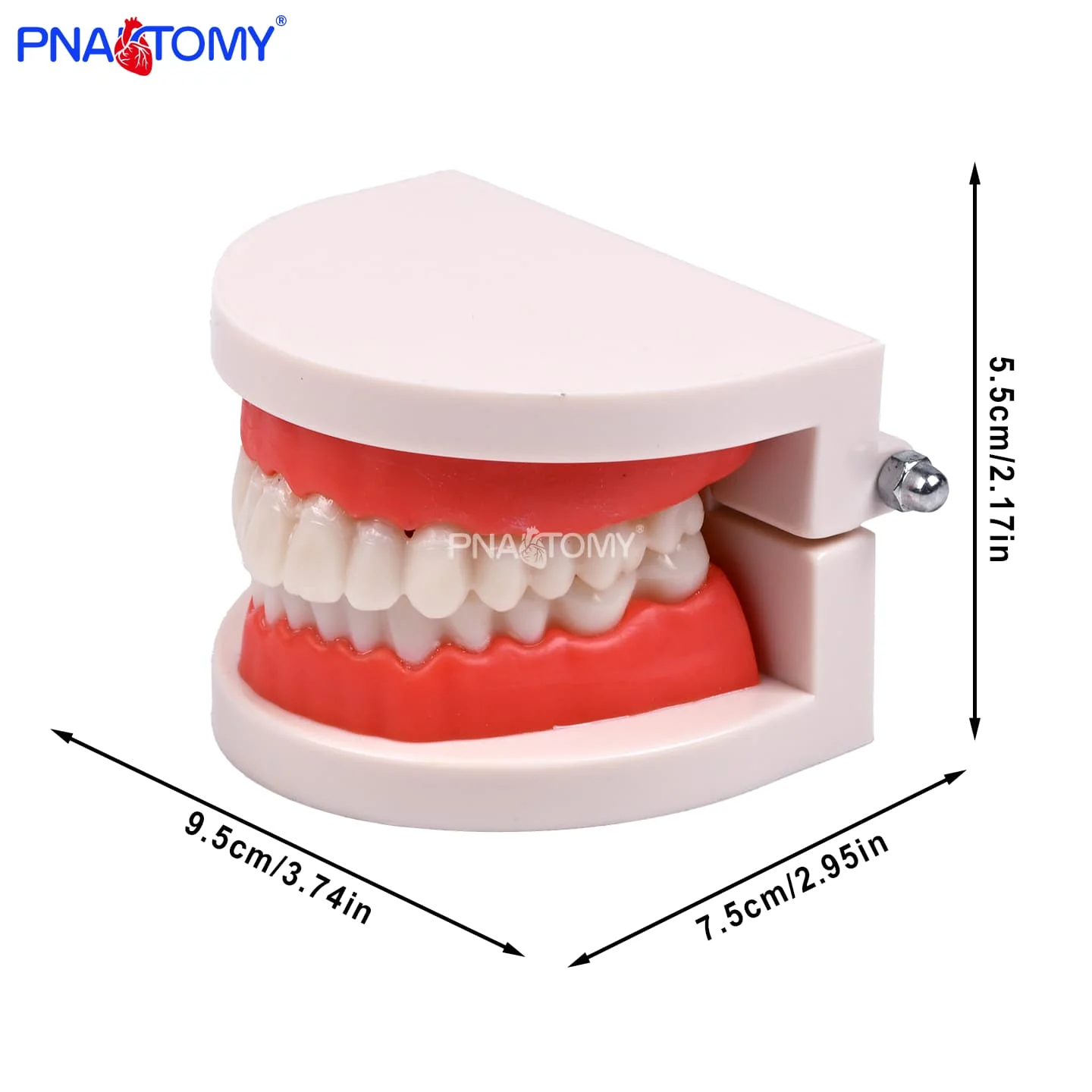 Life-Size Dental Hygiene Model Plastic PVC Correct Tooth Brushing Demonstration for Schools