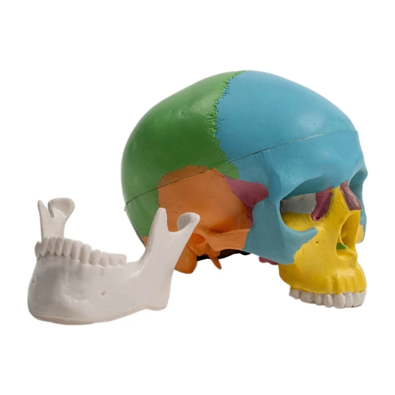 ที่ถอดออกได้สี Anatomy Skull เครื่องมือการเรียนรู้ Minitype มนุษย์อวัยวะ Anatomical Model เครื่องมือการสอน
