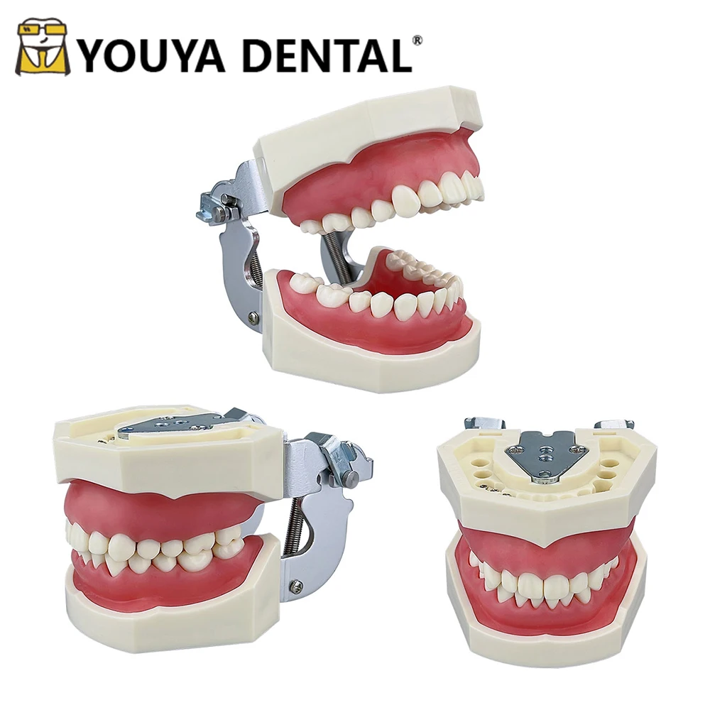 

Detachable Dental Model Standard Teeth Model Typodont Models For Dental Technician Student Teaching Demonstration Module