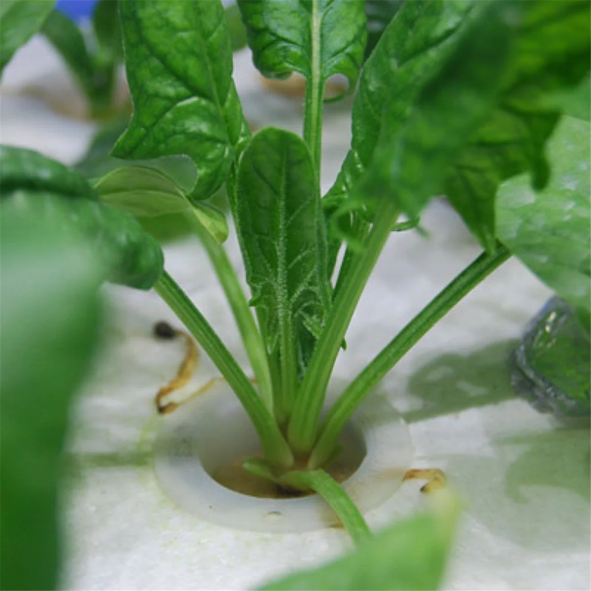 Cestini per piantare piante HHTL Cestini per piantare ortaggi Cestini per piantare idroponica A