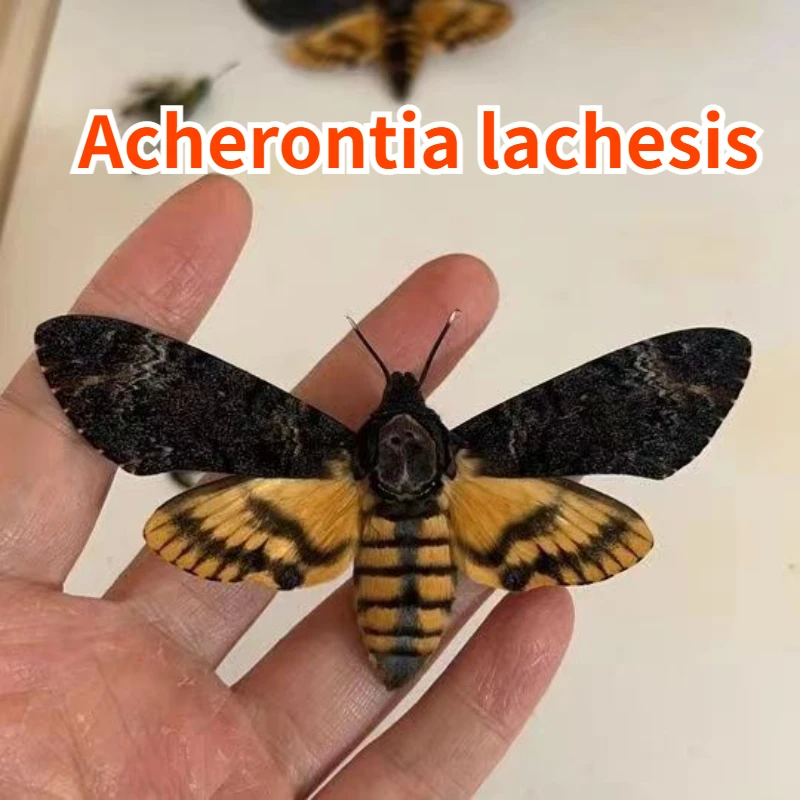 

Статуя лица призрака человеческого лица для украшения дома, Acherontia Lachs, рамка для произведений искусства Lachen, образец настоящего насекомого, статуя Таксидермии