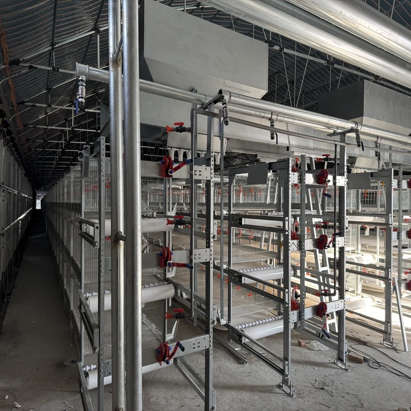 New Kenya Nigeria Egg Farming Automatic H Type Layer Battery Cage with Hot Dip Galvanized Steel and Egg Collection System