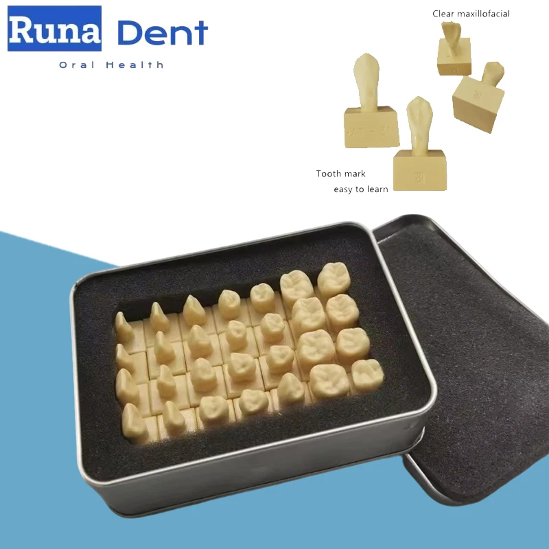 

Dental Student Practice Study Tools Dentist Materials Dentistry Training Teeth Comparison Carving Teaching Permanent Tooth Model