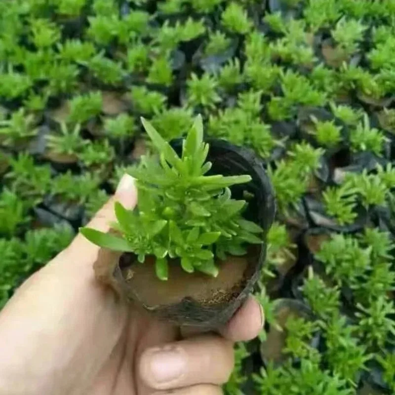 S/M/L/XL الأسود الشتلات الحضانة الأواني البذور بدء تنمو حقيبة زهرة النبات تنفس الحاويات حديقة صندوق الخضار قطع أداة #5